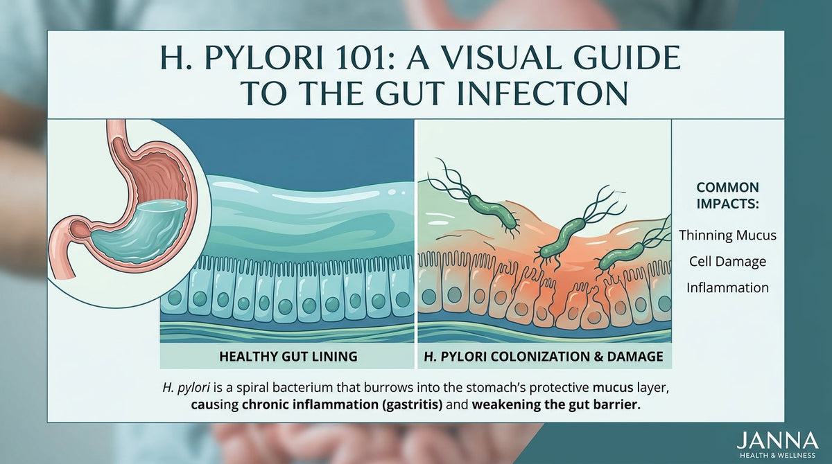 H. Pylori 101: What It Is and How It Affects Your Gut Lining