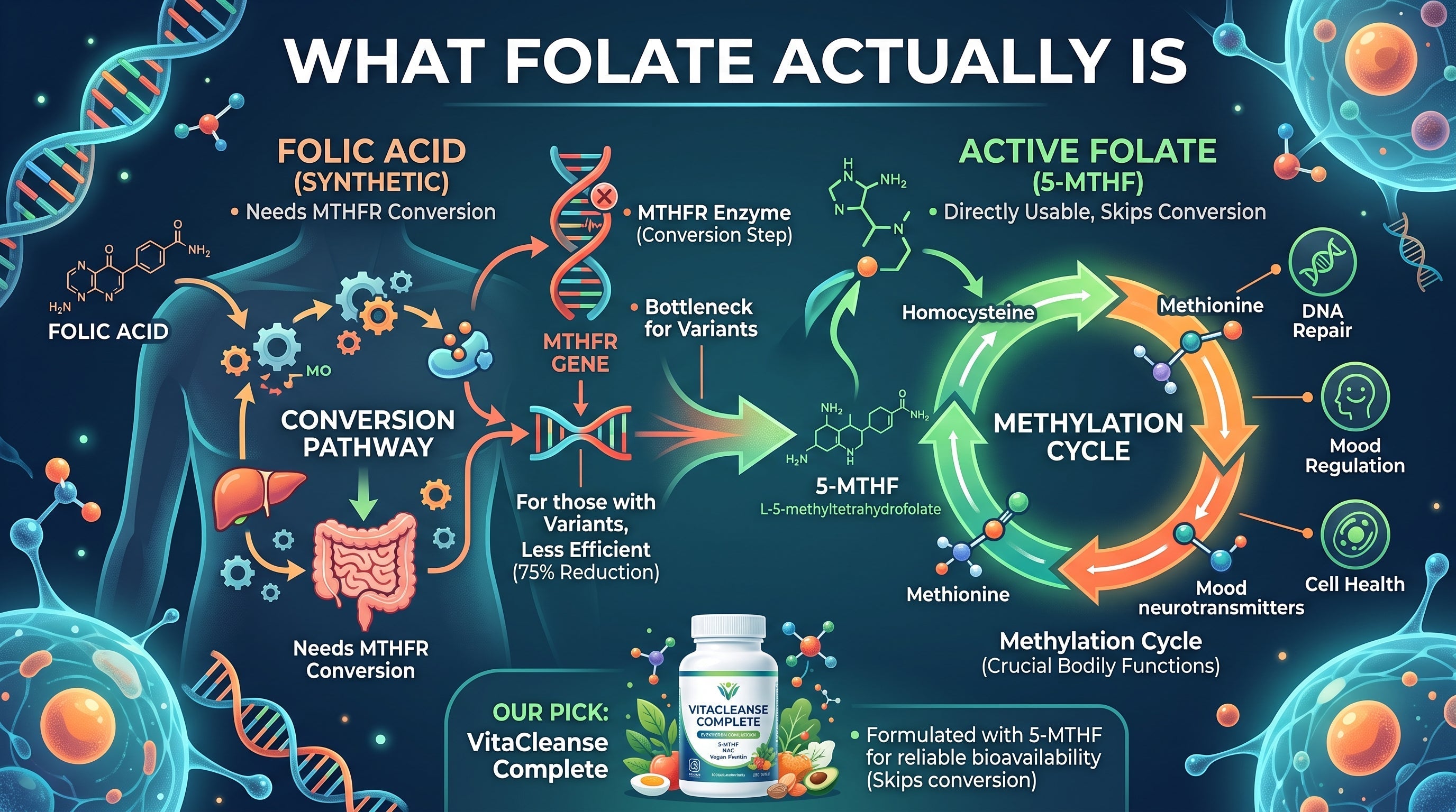 5-MTHF vs Folic Acid: Why the Form of Folate Matters