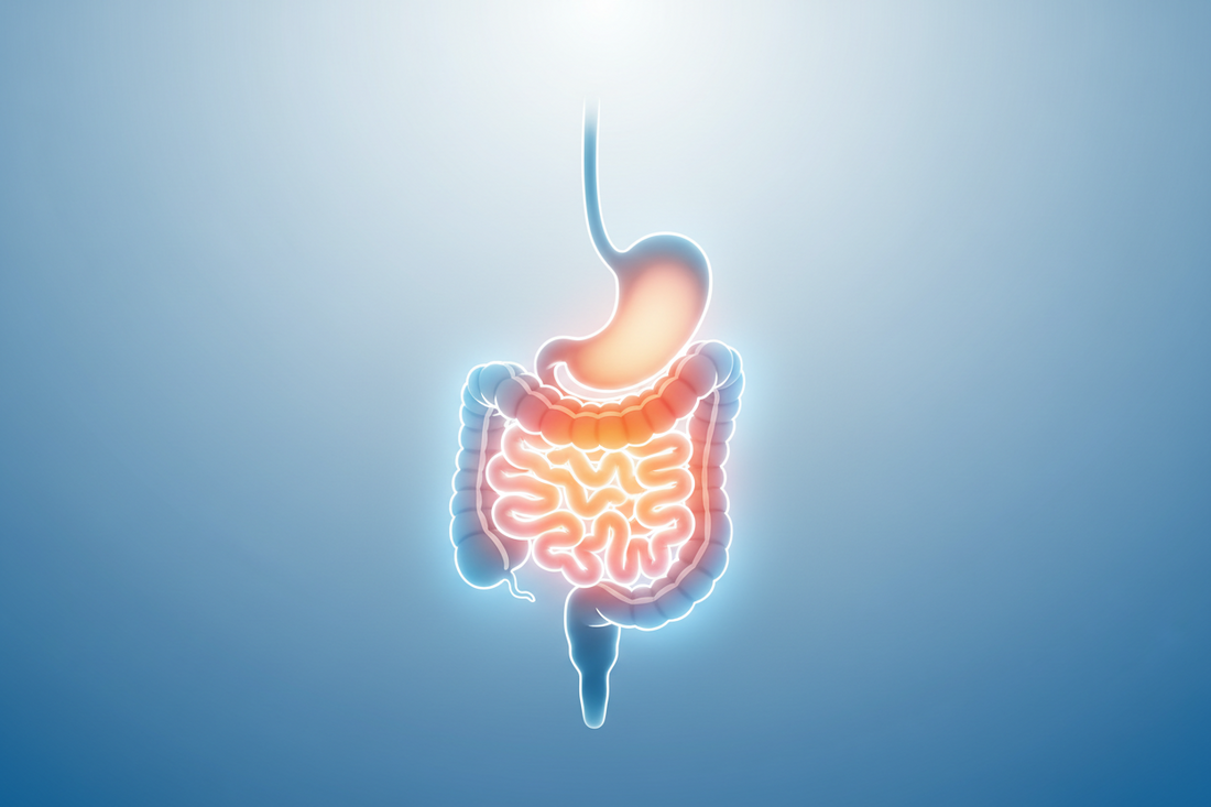 How Inflammation Starts in the Gut