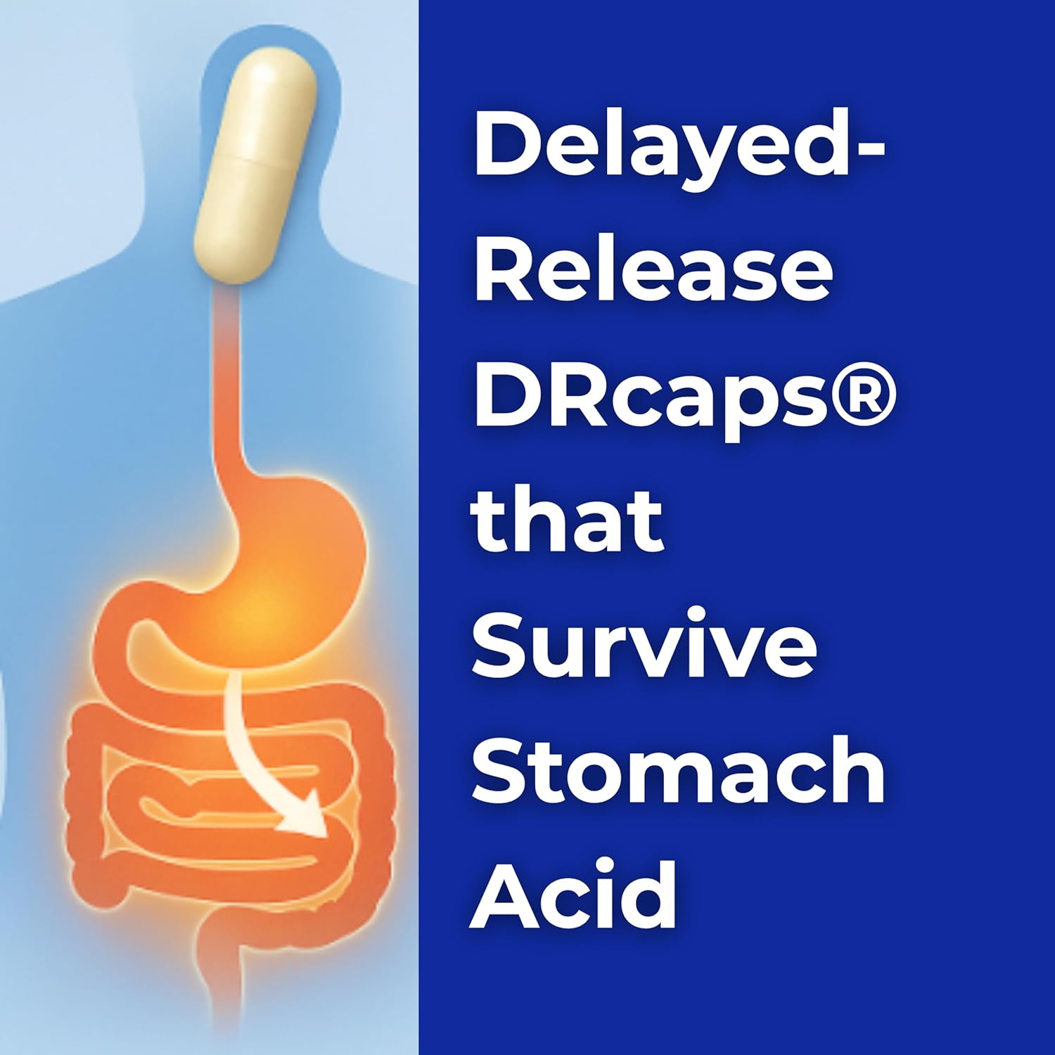 VitaCleanse ImmuneCore - Probiotic for Gut and Immune Support image 3